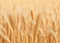 Wild wheat relatives yield new genetic weapons against tan spot disease