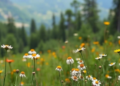 Nature Sounds Without Words: A Four-Week Audiovisual Program Eased Student Anxiety and Depression