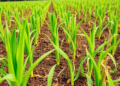 Mamba-Powered AI Spots Maize Seedlings and Weeds With Unmatched Precision