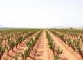 Less Nitrogen, More Balance: Fine-Tuning Fertilizer Cuts Emissions in Desert Jujube-Cotton Farms