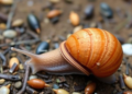 Urban Snail Populations Reveal Hidden Genetic Mosaic in China's Yangtze Basin