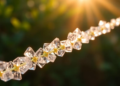 Sharper Crystals Turn Sunlight Into a Greener Route to a Key Bio-Based Chemical