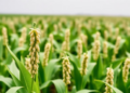 Soybean Gene GmVQ32 Offers New Shield Against Toxic Aluminium and Starving Soils