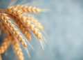 Genomic Selection Models Predict Wheat Baking Quality Years Earlier, New Study Shows