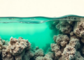Industrial Waste Transformed Into Porous Sponge That Scrubs Toxic Dye From Water