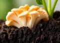 Fungus Turns Plant Sugar Into a Microbial Recruitment Tool to Boost Roots