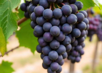 Supercharged Biochar Doubles Grape Yields and Helps Vines Beat Drought