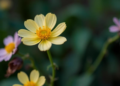 Epigenetic Switch Controls How Flowers Decide When to Stop Growing