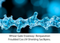 Gateway Enzyme Found for Natural UV-Shielding Saclipins
