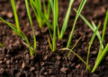 Fungal and Plant Extracts Boost Germination of a Key Tropical Forage Grass