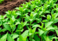 Two-Layer Gene Editing Delivers Elite Herbicide-Tolerant Crops
