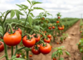Bacterial Wilt Pathogen Confirmed in Philippine Tomato Fields by DNA Sequencing