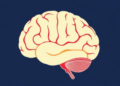 Your Brain Can Learn Without Practice, New Study Reveals