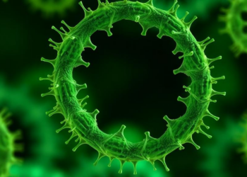 Gut Microbe Molecule 7-KDCA Shields Diabetic Muscles by Blocking NLRP1-Ferroptosis Cell Death