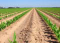 Soybean Genotype Shows Remarkable Drought Tolerance in Field Trial