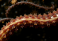 Sick Leeches Keep Their Microbial Diversity but Lose Their Microbial Stability