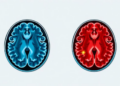 Lightweight AI Reads Brain Tumor Scans and Knows When It Is Unsure