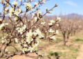 Drought and Wild Shrubs Amplify Xylella Damage in Almond Orchards, Study Finds