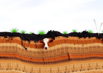 Nitrogen Fertiliser Cuts Carbon Loss on Farms but Slows Recovery in Grassland Soils