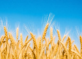 Wheat's Yield-Stability Trade-Off Exposed by Multi-Environment Analysis