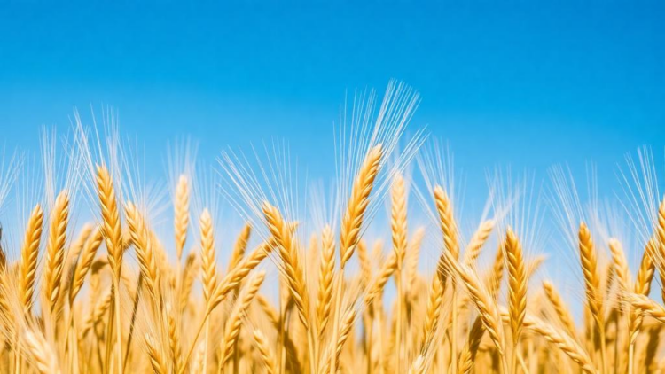 Wheat's Yield-Stability Trade-Off Exposed by Multi-Environment Analysis