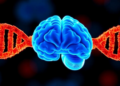 Gene Therapy Shows Proof of Concept for Treating Hydrocephalus at Its Source