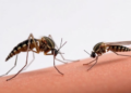 Benzothiazole Emerges as a Promising Weapon Against Drug-Resistant Malaria