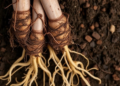 Invasive Root Rot Pathogen Reveals Three Clonal Lineages and Surprising Ploidy Differences