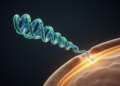Parasite Protein's Tail Holds the Key to Membrane Binding and Vaccine Design