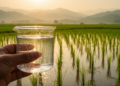 Tiny Bubbles, Big Gains: Oxygen Nanobubbles Rescue China's Waterlogged Rice Paddies