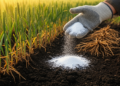 Calcium Silicate Offers a Silicon-Powered Shield Against Toxic Aluminium in Wheat Soils