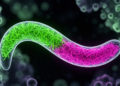 Fluorescent Tagging Toolkit Illuminates the Hidden Architecture of the Worm Cuticle