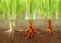 Rust Coats on Rice Roots Turn from Carbon Vaults into Greenhouse Gas Engines