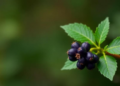 Mulberry Compounds Outdock a Clinical Cancer Drug in CDK1 Simulation Study