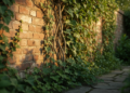 Climbing Plants Reveal Species-Specific Strategies for Rapid Wall Coverage