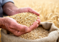 Barley's Hidden Grain Hierarchy: Genes That Decide Which Seeds Win