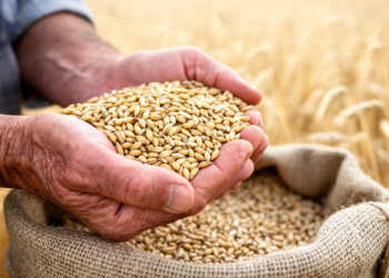 Barley's Hidden Grain Hierarchy: Genes That Decide Which Seeds Win