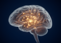 Just 20 Neurons Were Enough to Set off a Learned Movement in Mice