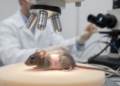 Filmed for Five Months, Mouse Skin Reveals That Males and Females Renew It Differently