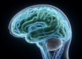 Brain Washing Disrupted in Migraine: MRI Reveals Glymphatic System Clues