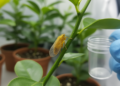 Insect Immune Genes Reveal How a Tiny Psyllid Spreads Devastating Crop Disease