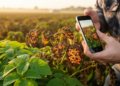 Lightweight AI Spots Potato Blight With 99% Accuracy and Explains Its Choices