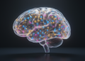 New Atlas Maps the Gene Networks That Build the Human Brain
