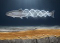 Ancient Salmon DNA From a Spanish Cave Rewrites 18,000 Years of Atlantic Salmon History