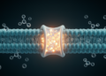 AI Model Decodes Which Molecules Transporters Carry Across Cell Membranes