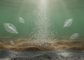 Baltic Sea sediments release far more silicon than diatoms can cycle, pointing to a hidden land-derived source