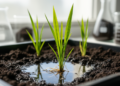 A Single Rice Gene Decides Whether Cadmium Becomes a Silent Killer or a Manageable Stress