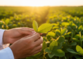 Scientists Aim to Reengineer Photosynthesis to Unlock Soybean's Hidden Yield Potential