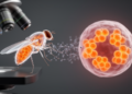 How fruit fly tumors reveal ancient pathways that drive human RAS cancers