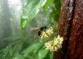 New Tiny Wasp Species Discovered in China Could Protect Precious Agarwood Trees